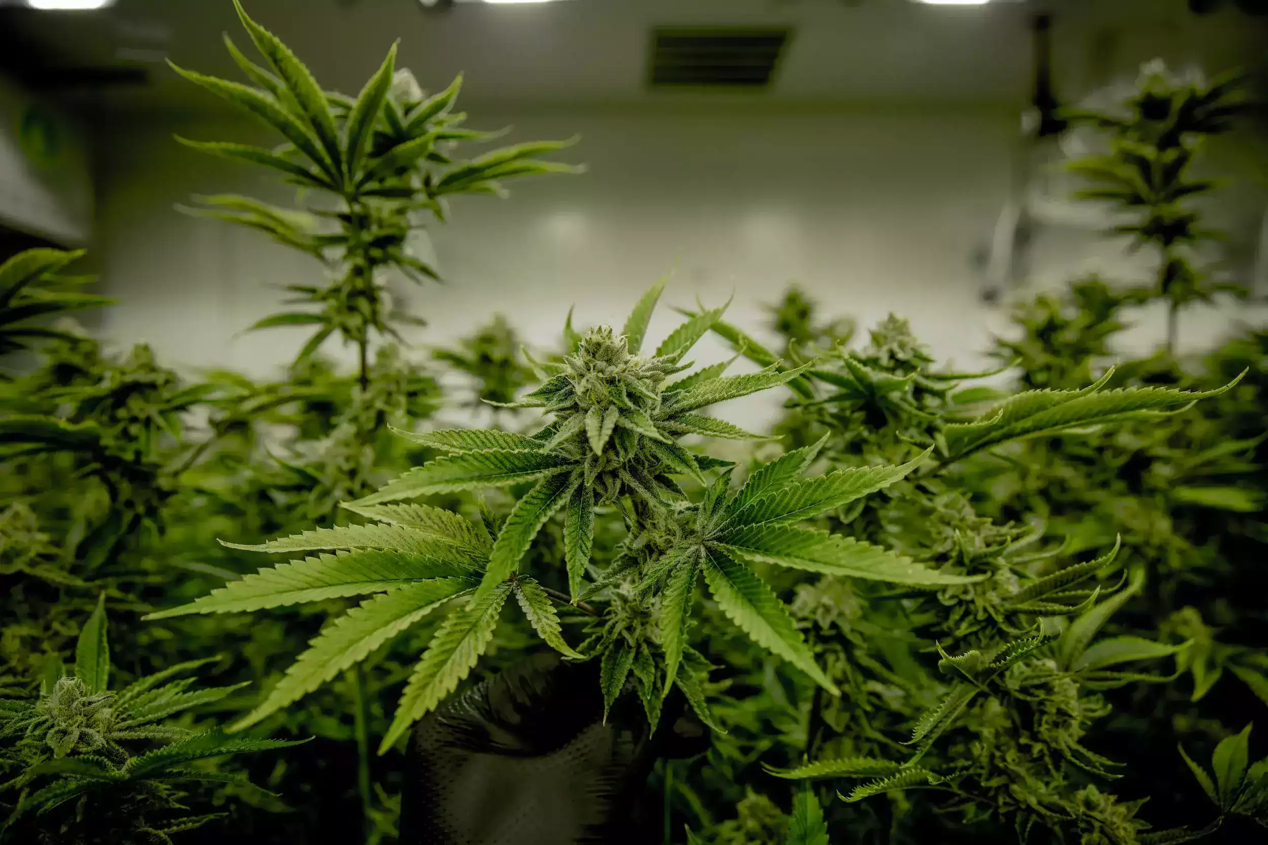 President Biden issued an announcement that he will pardon those convicted of “simple use and possession” of marijuana